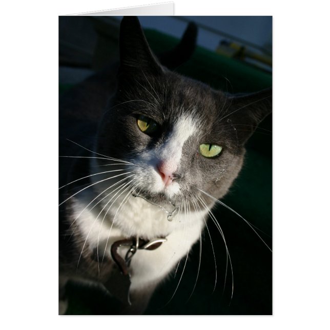 Cat Card (Vorne)