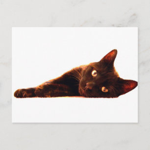 Cat Card Postkarte