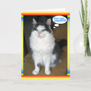 Cat Cards, Funny Get well Karte