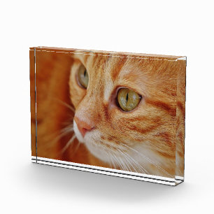Cat Closing Foto
