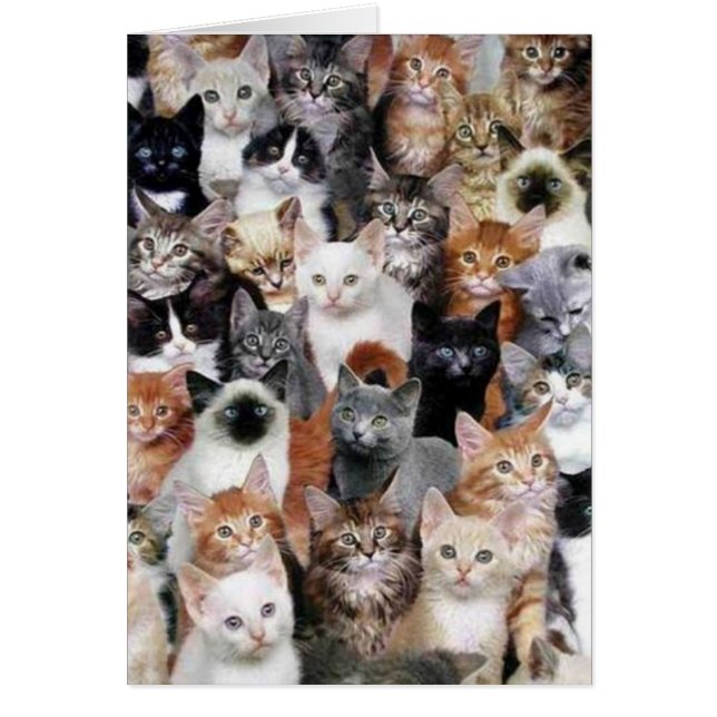 Cat Collage Card (Vorne)