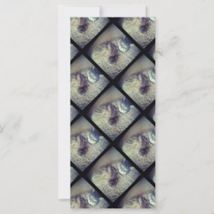 Cat Collage von Shirley Taylor