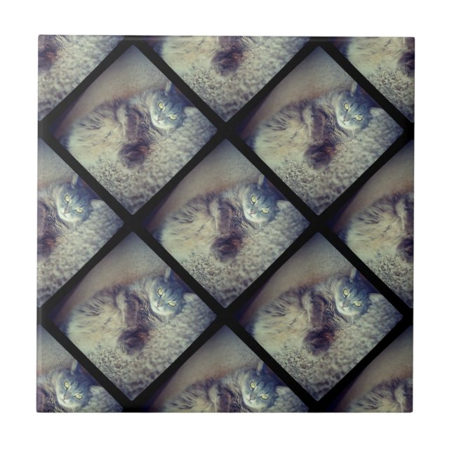 Cat Collage von Shirley Taylor Fliese (Vorderseite)