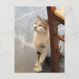 Cat Custom Postcard Postkarte