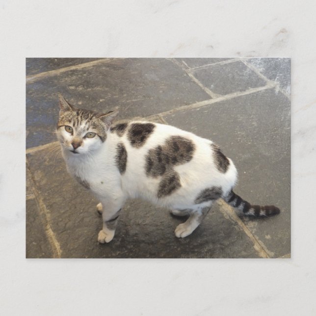 Cat Custom Postcard Postkarte (Vorderseite)