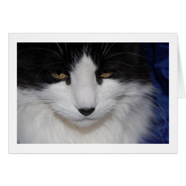 Cat Dark Eyes (Vorderseite (Horizontal))