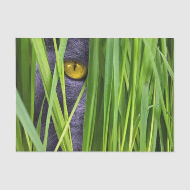 Cat Eye Grass Seidenpapier (Vorderseite)