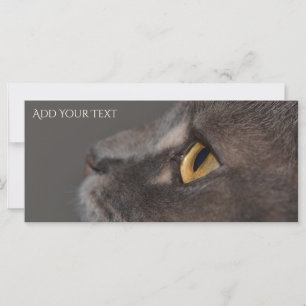 Cat Eye-Macro von Shirley Taylor