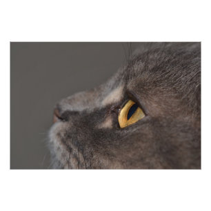 Cat Eye-Macro von Shirley Taylor Fotodruck