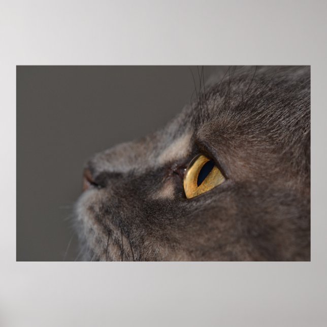 Cat Eye-Macro von Shirley Taylor Poster (Vorne)