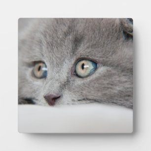 Cat Eyes Fotoplatte