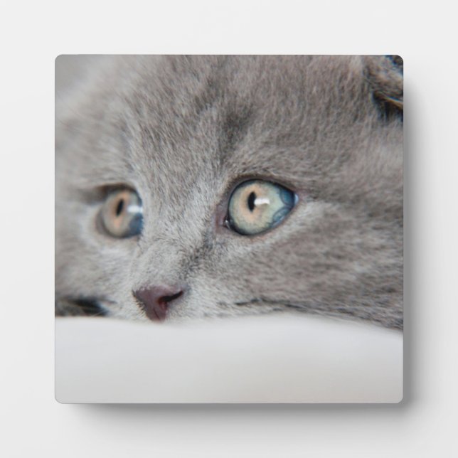 Cat Eyes Fotoplatte (Vorderseite)