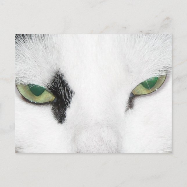Cat Eyes Postkarte (Vorderseite)