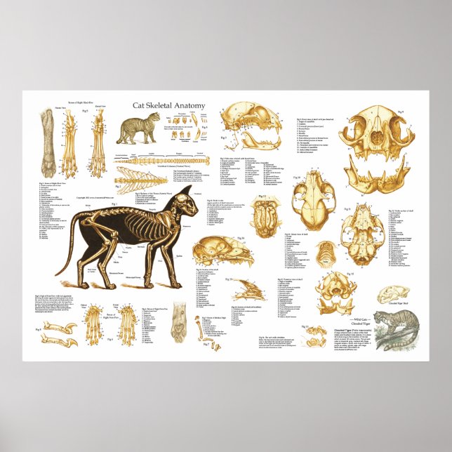 Cat Feline Skeletal Anatomy Poster 24" X 36" (Vorne)