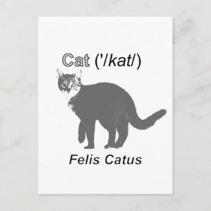 Cat Felis Catus Postkarte