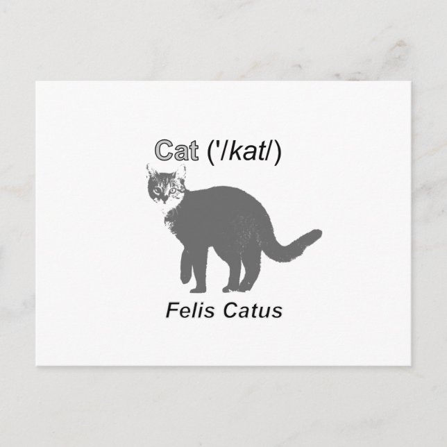 Cat Felis Catus Postkarte (Vorderseite)
