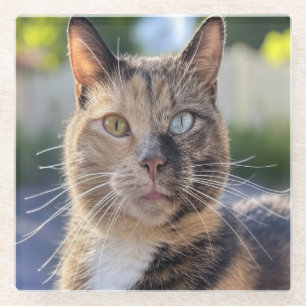 Cat-Foto anpassen hinzufügen Glasuntersetzer