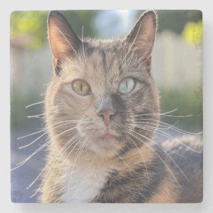 Cat-Foto anpassen hinzufügen Steinuntersetzer