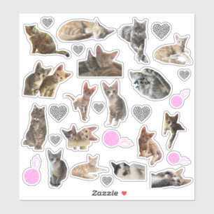 Cat Foto Kiss-Cut Vinyl Stickers Aufkleber