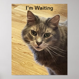 Cat Foto Poster