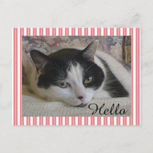 Cat Foto Postkarte