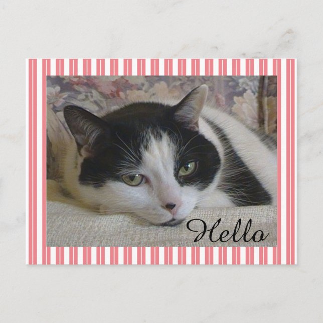 Cat Foto Postkarte (Vorderseite)