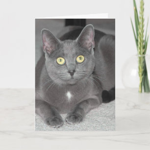 Cat Greeting Card Karte