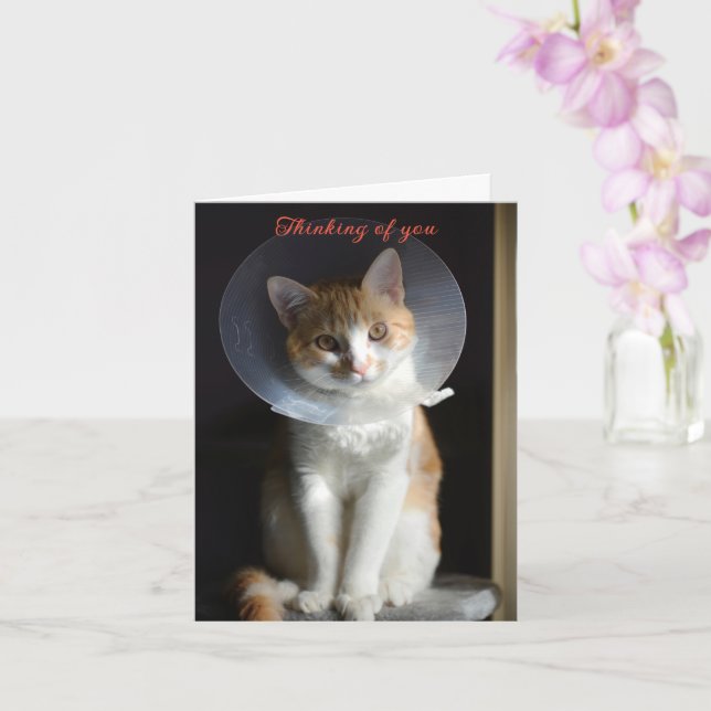 Cat in Cone Denken Sie an Sie, Cat Get well soon Karte (Orchidee)