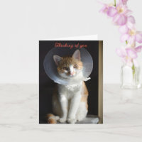 Cat in Cone Denken Sie an Sie, Cat Get well soon