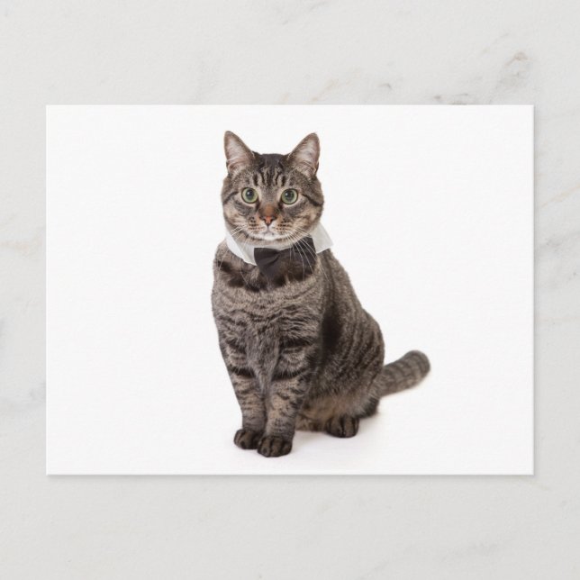 Cat in Tuxedo Postkarte (Vorderseite)