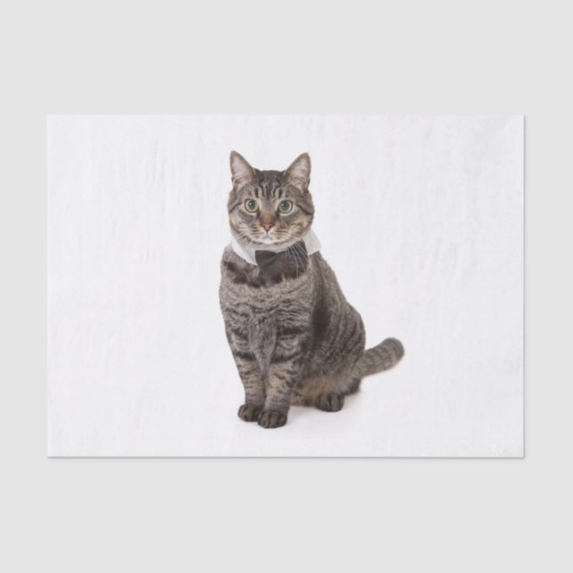Cat in Tuxedo Seidenpapier (Vorderseite)