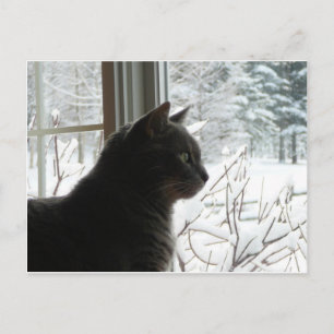 Cat in winter postkarte