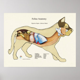 Cat Internal Digestive Anatomy Veterinary Chart Poster