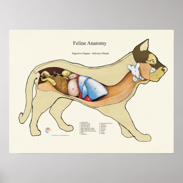 Cat Internal Digestive Anatomy Veterinary Chart Poster (Vorne)