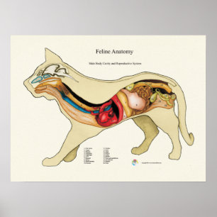 Cat Internal Organ Anatomy Veterinary Chart Poster
