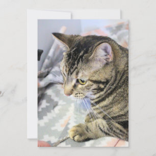 Cat Jigsaw Puzzle Postcard Karte