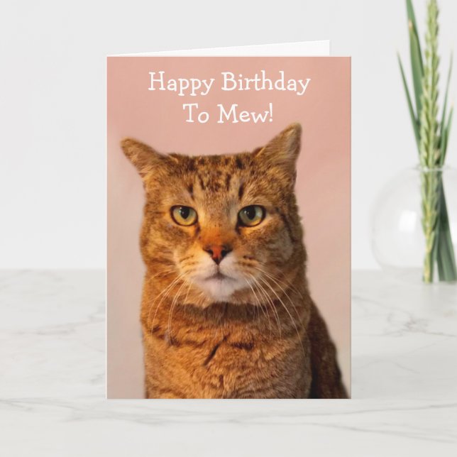 Cat Jokes Funny Birthday Karte (Vorderseite)