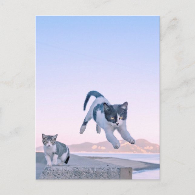 cat jump postcard postkarte (Vorderseite)
