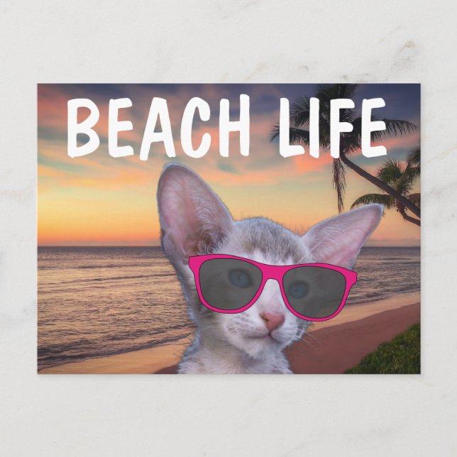 CAT KITTEN AUF STRANDSUGLASSEN Postkarten (Vorderseite)