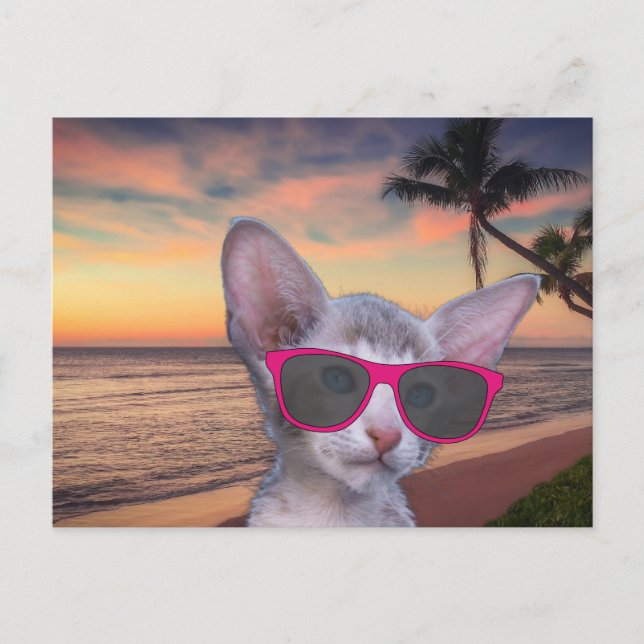 CAT KITTEN AUF STRANDSUGLASSEN Postkarten (Vorderseite)