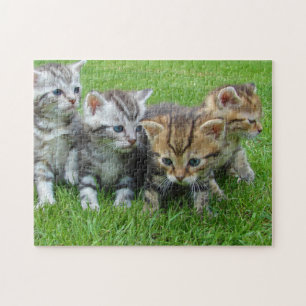 Cat Kitten Fotografie Animal Pic Cat Fotograf Puzzle