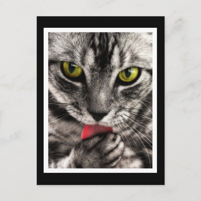 Cat Lick Postkarte (Vorderseite)