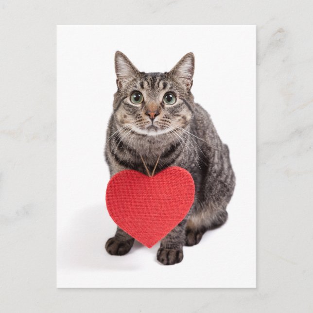 Cat-Liebe Postkarte (Vorderseite)