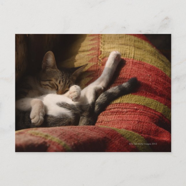 Cat Lounges Postkarte (Vorderseite)