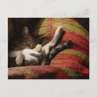 Cat Lounges Postkarte