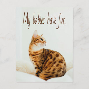 Cat Lover, Niedlich Kitten Meme, meine Babys haben Postkarte