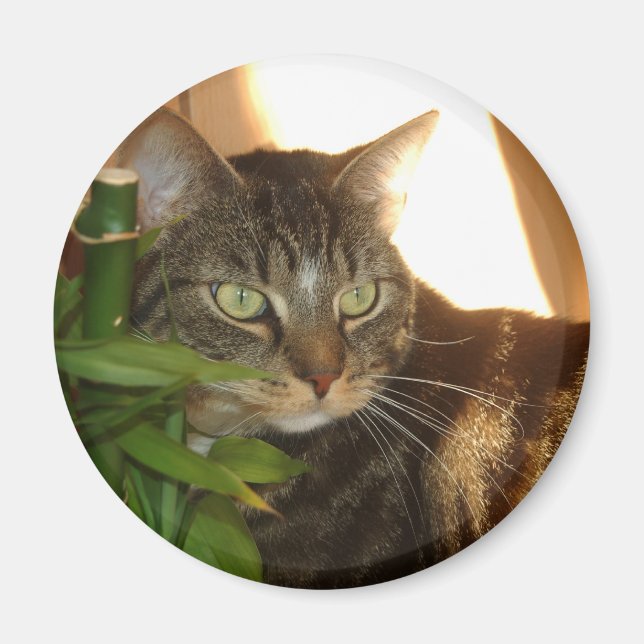 Cat Magnet (Vorne)