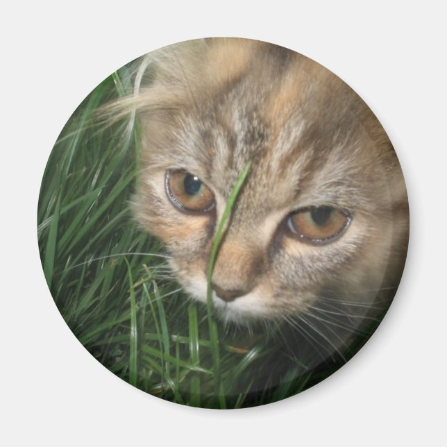 Cat Magnet (Vorne)