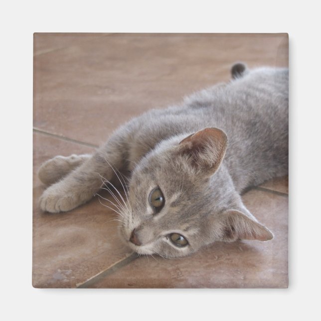 Cat Magnet (Vorne)