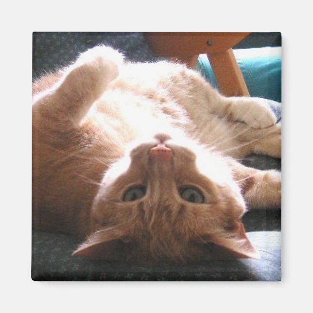 Cat Magnet (Vorne)